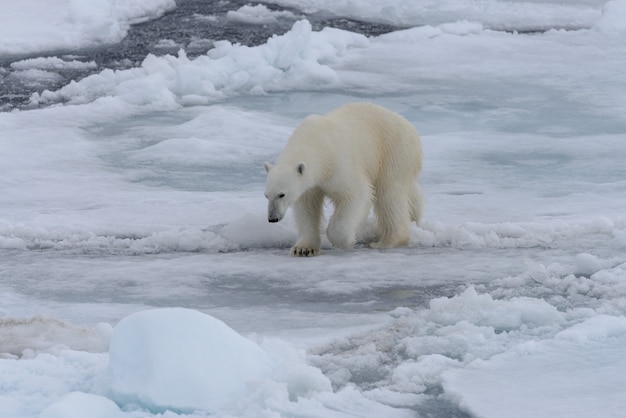 Urso polar selvagem em bloco de gelo no mar Ártico