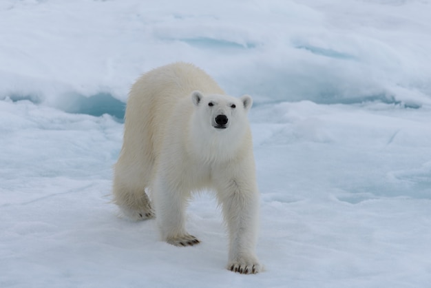 Urso polar selvagem em bloco de gelo no mar Ártico