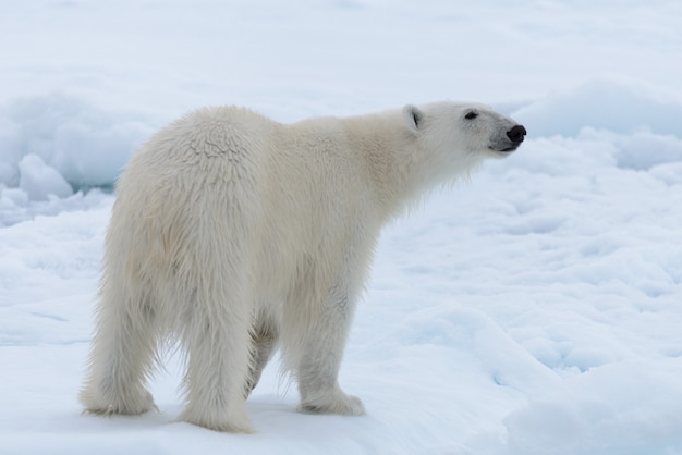 Urso polar selvagem em bloco de gelo no mar Ártico