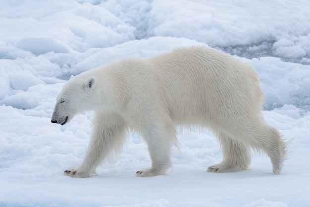 Urso polar selvagem em bloco de gelo no mar Ártico