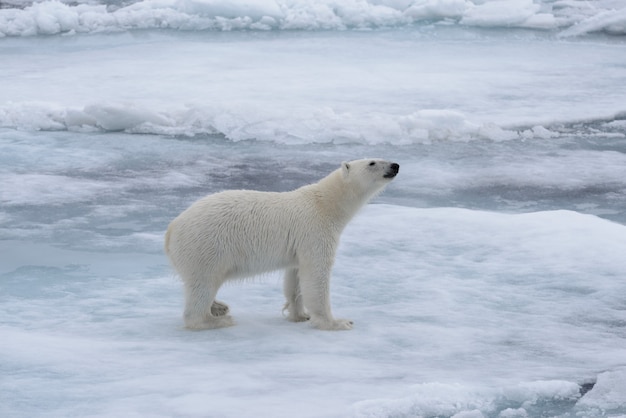 Urso polar selvagem em bloco de gelo no mar Ártico