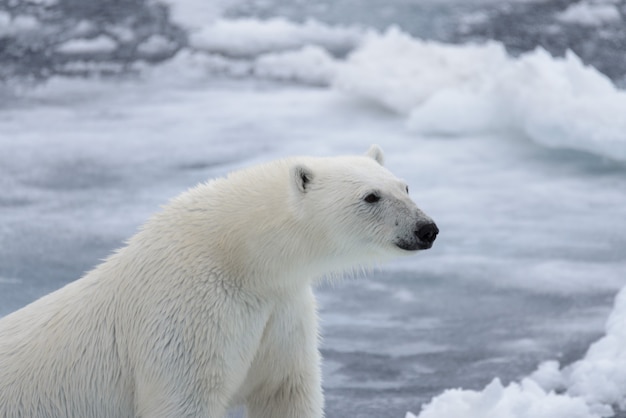 Urso polar selvagem em bloco de gelo no mar Ártico