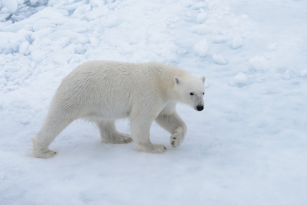 Urso polar selvagem em bloco de gelo no mar Ártico