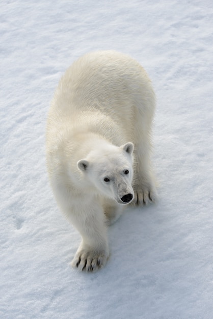 Urso polar selvagem no gelo no ártico