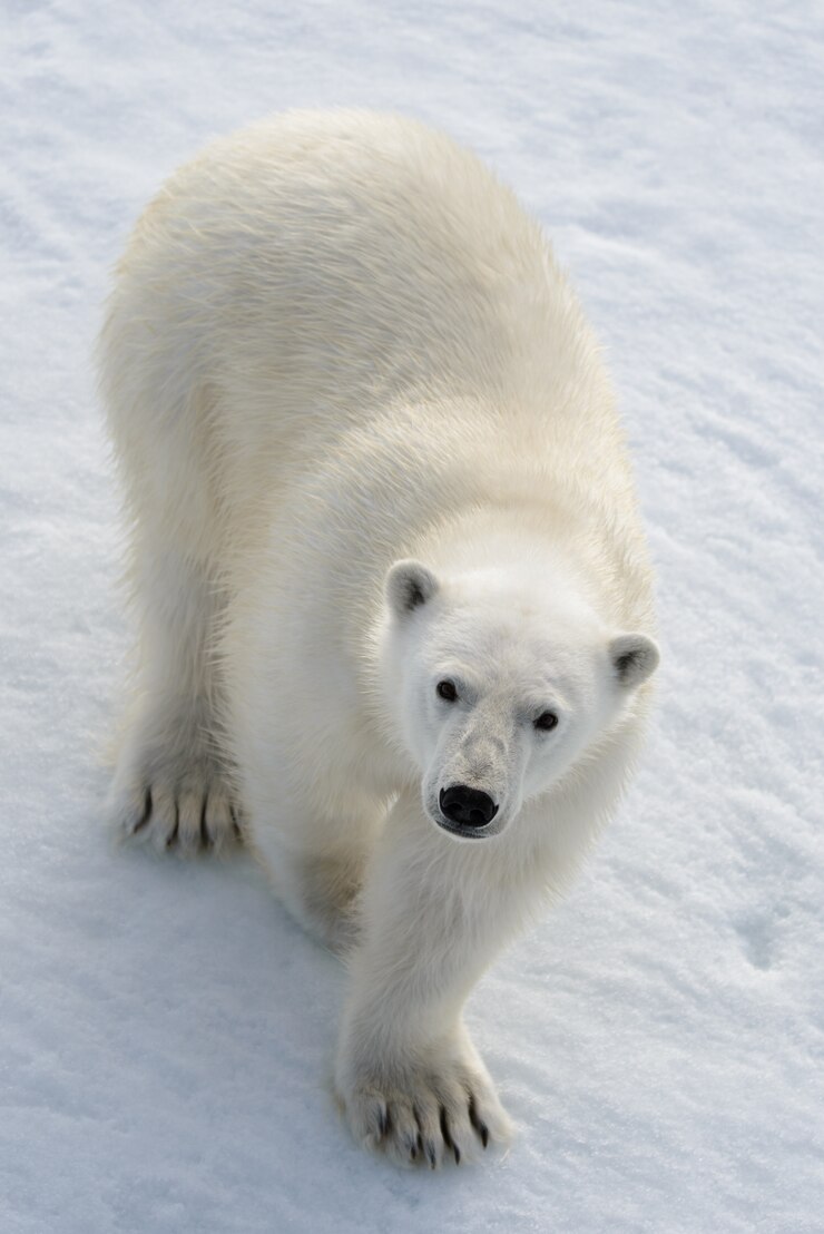 Urso polar selvagem no gelo no Ártico
