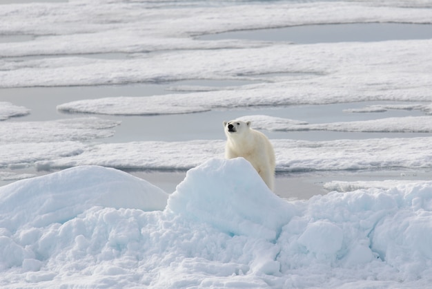 Urso polar selvagem no gelo no ártico