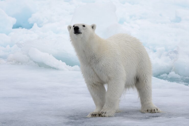 Urso polar selvagem no gelo no mar Ártico