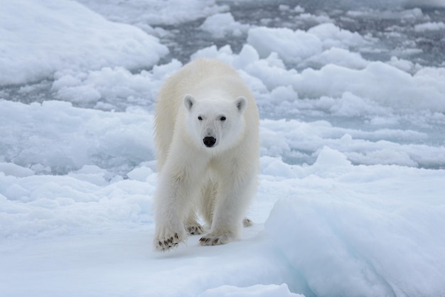 Urso polar selvagem no gelo no mar Ártico close-up