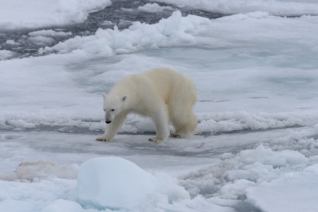 Urso polar selvagem no gelo no mar Ártico