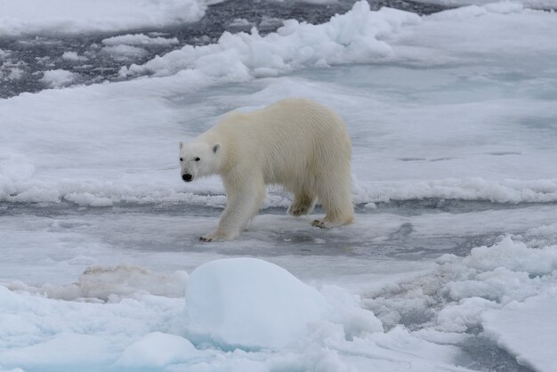 Urso polar selvagem no gelo no mar Ártico