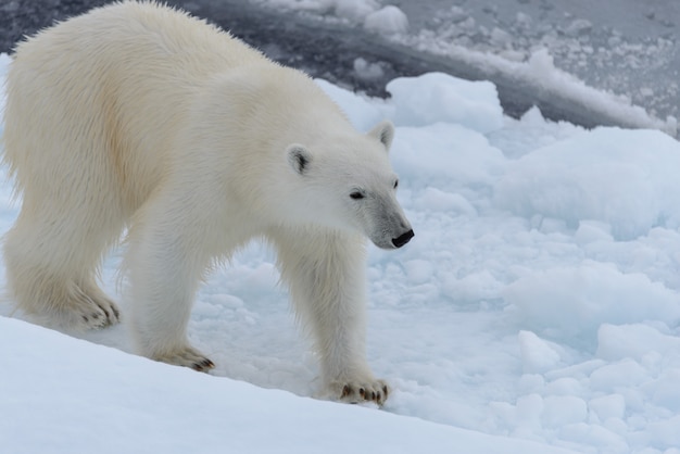 Urso polar selvagem no gelo no mar Ártico