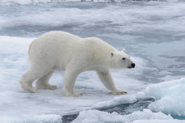 Urso polar selvagem no gelo no mar Ártico