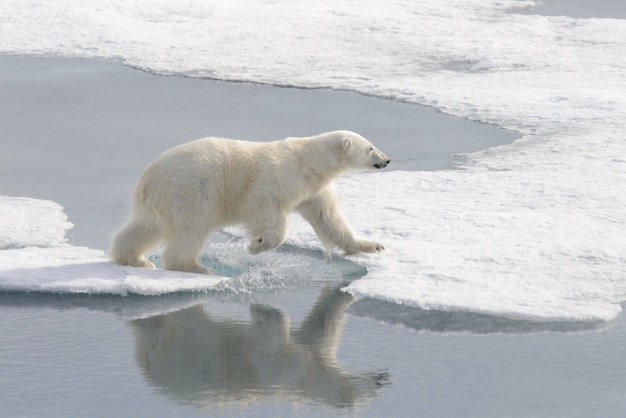 Urso polar selvagem no gelo no Ártico