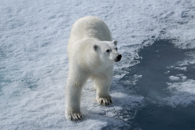 Urso polar selvagem no gelo no Ártico