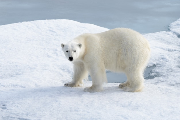 Urso polar selvagem no gelo no Ártico