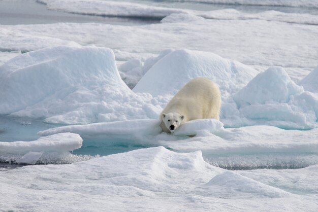 Urso polar selvagem no gelo no Ártico