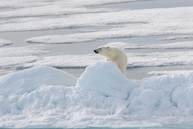 Urso polar selvagem no gelo no Ártico