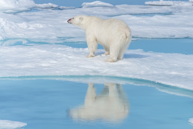 Urso polar selvagem (ursus maritimus) indo no gelo ao norte da ilha spitsbergen, svalbard