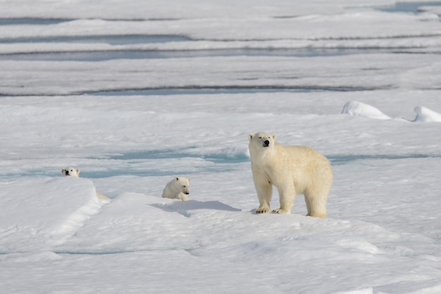 Urso polar selvagem ursus maritimus mãe e filhote no gelo