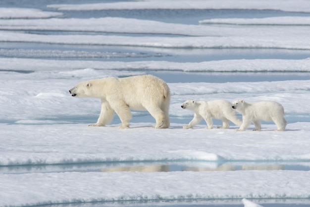 Urso polar selvagem Ursus maritimus mãe e filhote no gelo