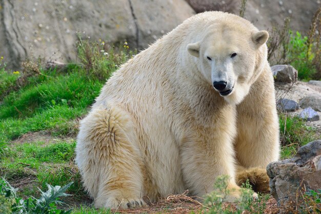 Urso polar sentado no campo