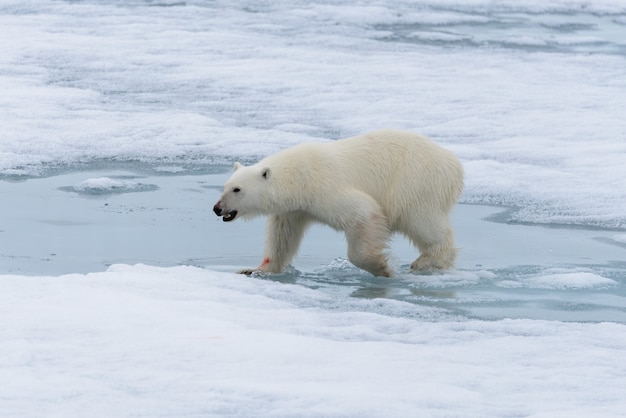 Urso polar (Ursus maritimus) indo no gelo ao norte da Ilha Spitsbergen