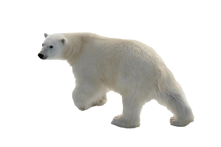 Urso polar Ursus maritimus isolado em fundo branco