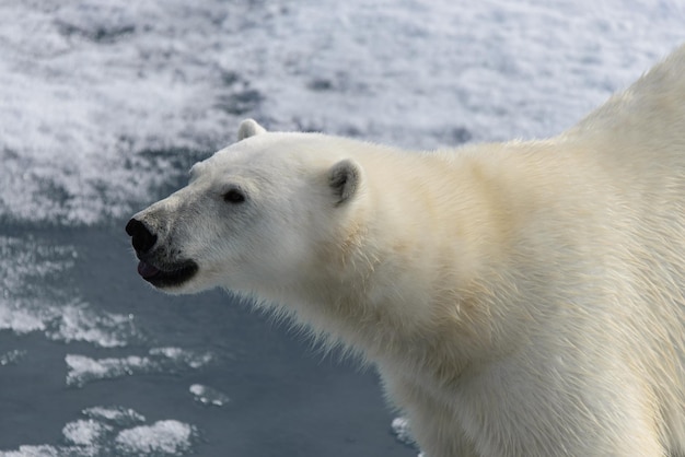 Urso polar Ursus maritimus no gelo ao norte da ilha de Spitsbergen Svalbard Noruega Escandinávia Europa