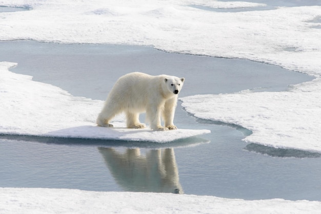 Urso polar Ursus maritimus no gelo ao norte da ilha de Spitsbergen Svalbard Noruega Escandinávia Europa