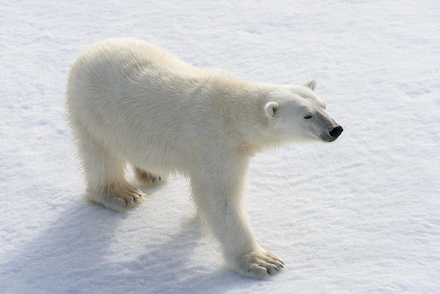 Urso polar Ursus maritimus no gelo ao norte da ilha de Spitsbergen Svalbard Noruega Escandinávia Europa