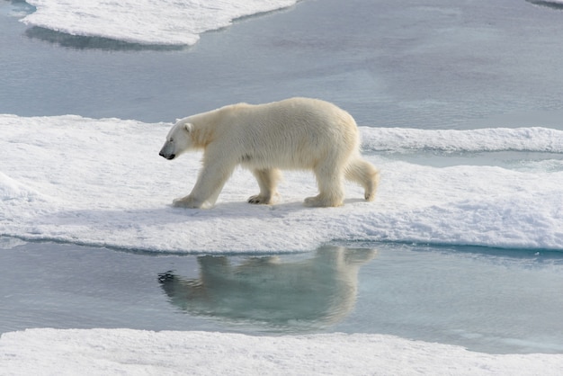 Urso polar Ursus maritimus no gelo ao norte da Ilha de Spitsbergen Svalbard, Noruega