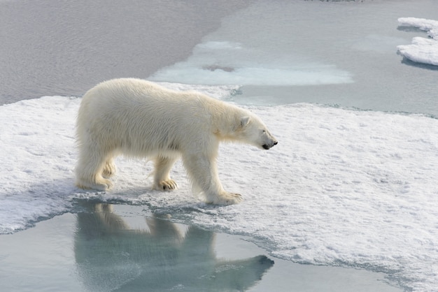 Urso polar Ursus maritimus no gelo ao norte da Ilha de Spitsbergen Svalbard, Noruega