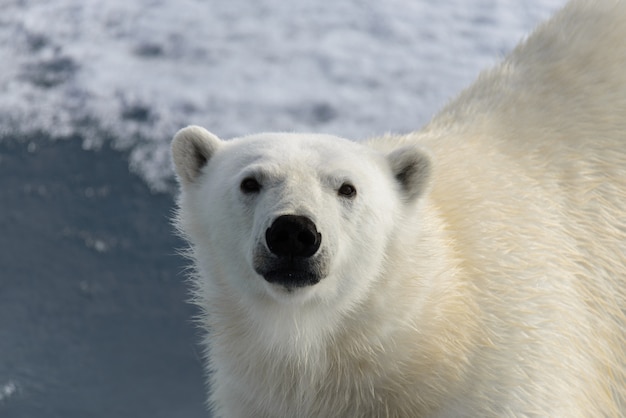 Urso polar (Ursus maritimus) no gelo ao norte da Ilha Spitsbergen, Svalbard, Noruega, Escandinávia, Europa