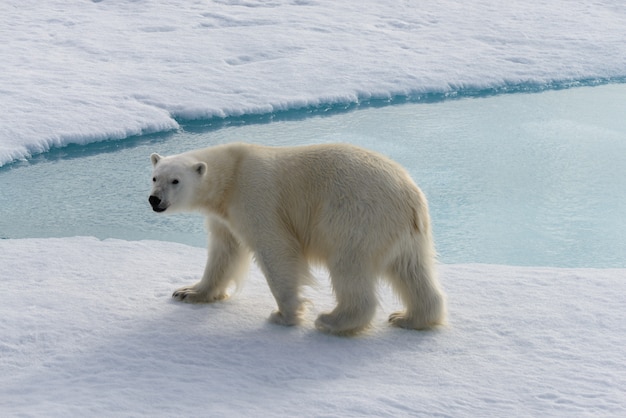 Urso polar (Ursus maritimus) no gelo ao norte da Ilha Spitsbergen, Svalbard, Noruega, Escandinávia, Europa