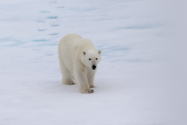 Urso polar (Ursus maritimus) no gelo ao norte da Ilha Spitsbergen, Svalbard