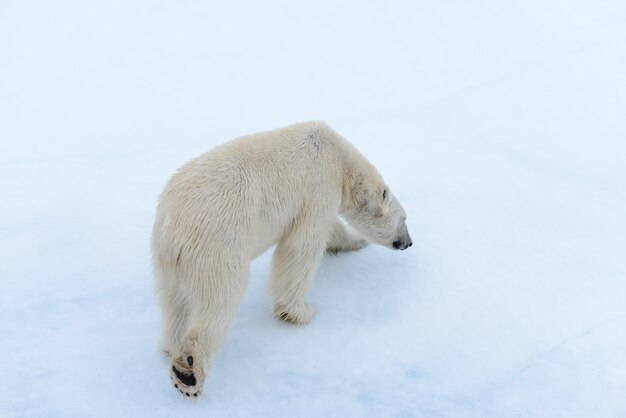 Urso polar