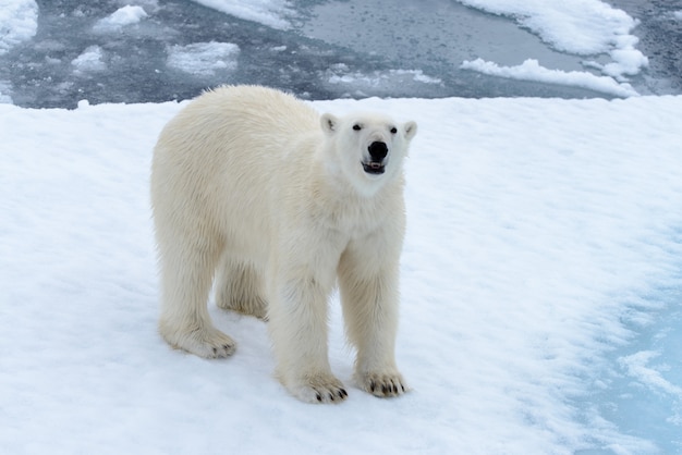 Urso polar