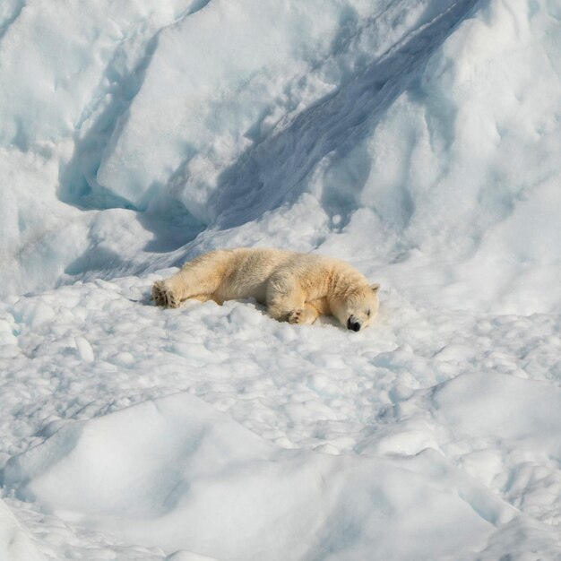 Urso polar