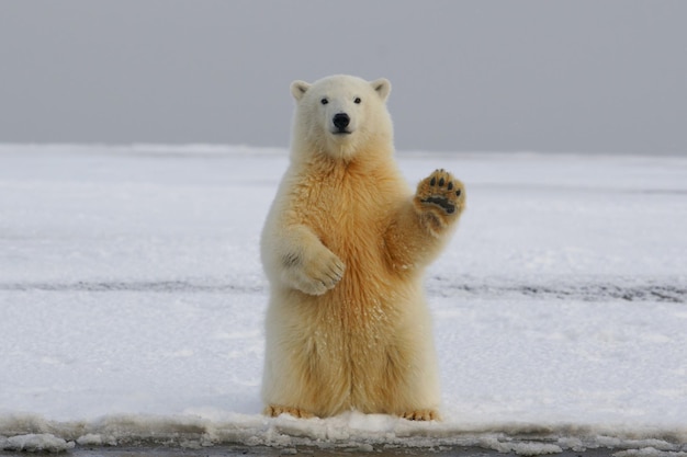 Urso polar