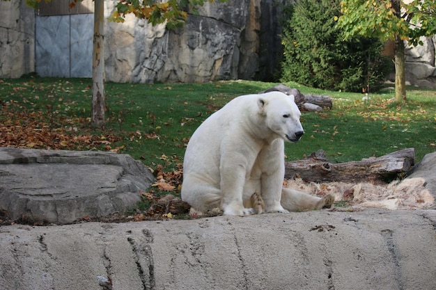 Urso polar