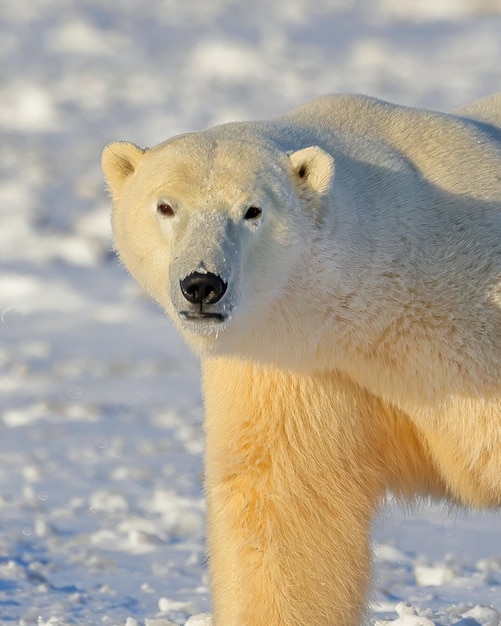 Urso polar