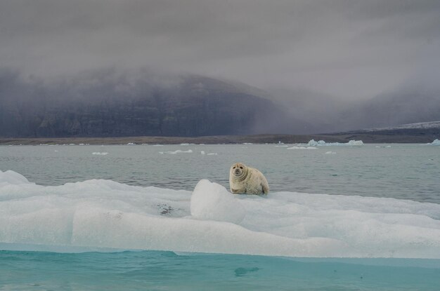 Urso polar