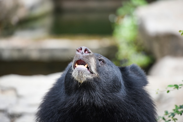 Urso preto asiático em pé e relaxar no verão - urso preto esperando por sua comida no zoológico