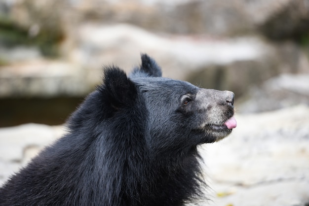 Foto urso preto asiático no zoológico