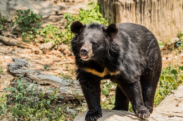 Urso preto na floresta Ásia Tailândia.