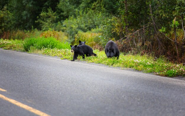 Urso preto na floresta