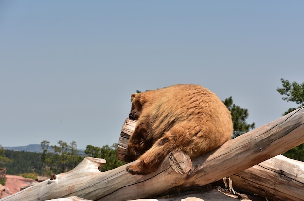 Urso preto quente muito desgrenhado dormindo sob o sol de verão