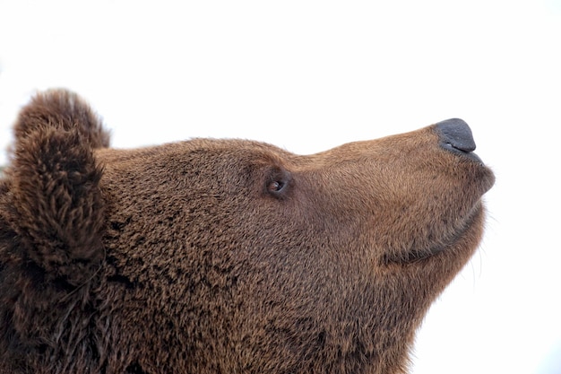 Urso preto retrato marrom pardo na neve enquanto olha para você