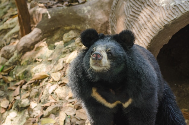 Urso Preto sentado