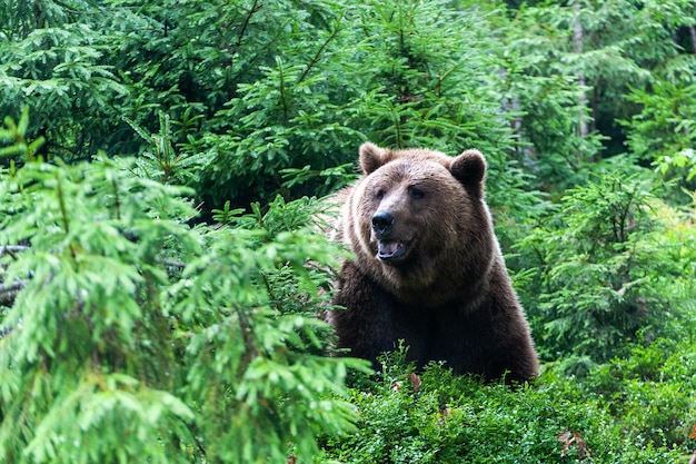 Urso selvagem Ursus Arctos na floresta de verão